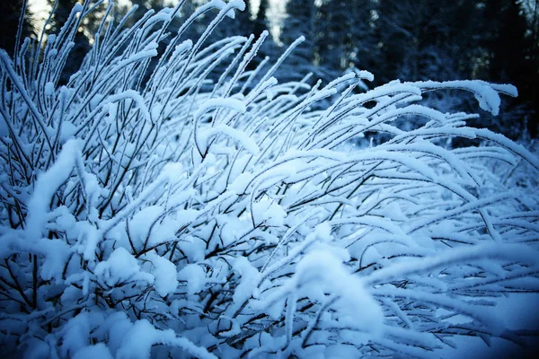 Mooie winter bij forest — Stockfoto