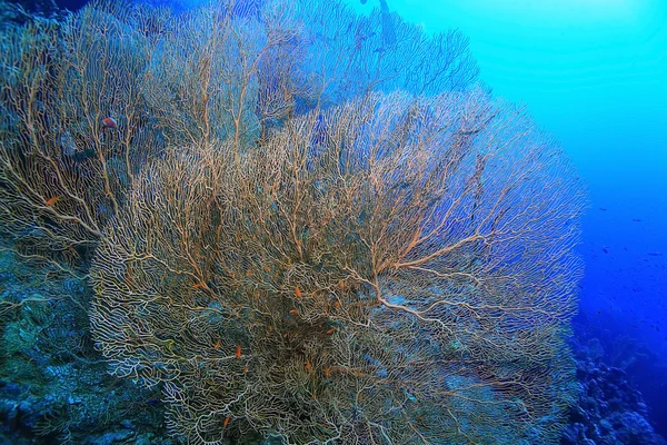 Gorgonian på ett korallrev — Stockfoto