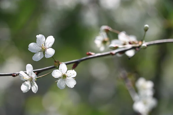 Branch of apple blossom — Stock Photo, Image