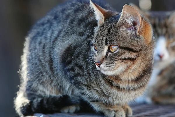 Grijze Siberische Kat — Stockfoto