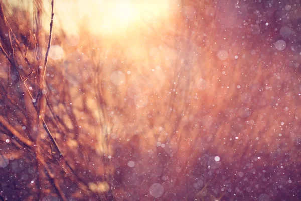 Tramonto invernale nella foresta — Foto Stock