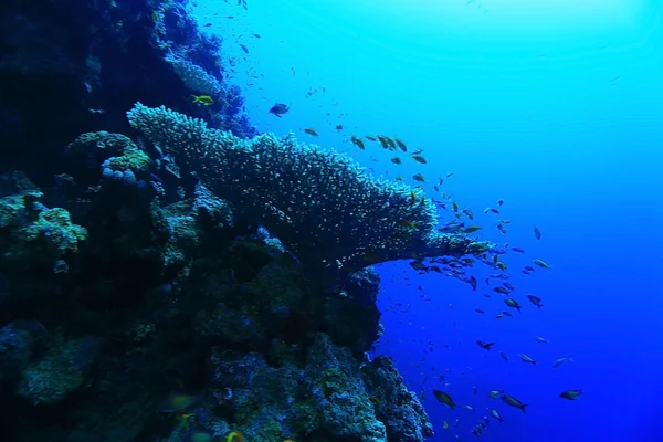 Tropisches Meer unter Wasser — Stockfoto