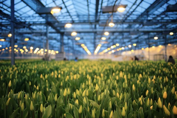 Bellissimi fiori di tulipani — Foto Stock