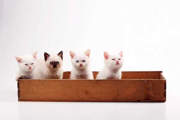 Bílá britská koťata — Stock fotografie