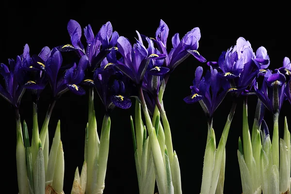 Lirios púrpura flores —  Fotos de Stock