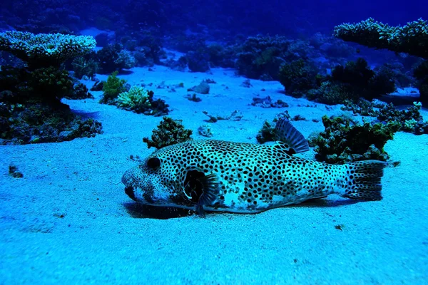 珍しい海水魚 — ストック写真