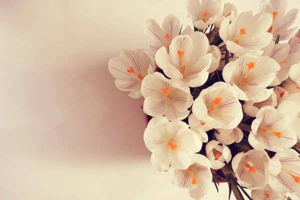 Jemné bílé květy — Stock fotografie