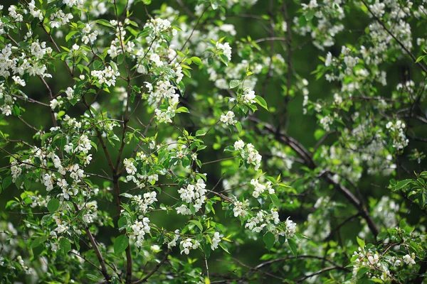 Branche de fleur de pomme — Photo