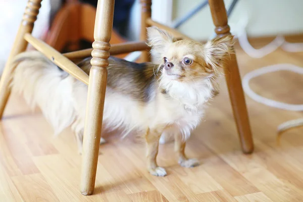 Piccolo cane da compagnia — Foto Stock