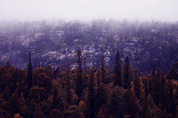 Paisagem de primavera na floresta — Fotografia de Stock