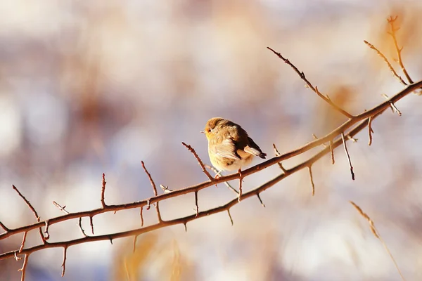 Petit oiseau de printemps — Photo