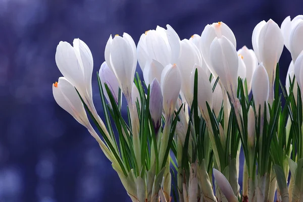 Vår bukett blommor — Stockfoto