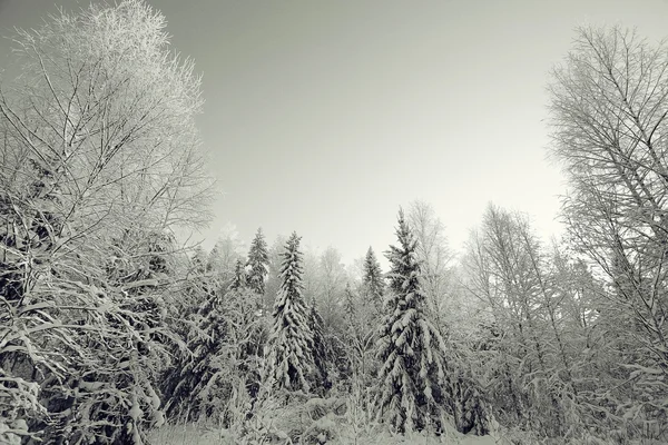 Monochrome winter landscape — Stock Photo, Image
