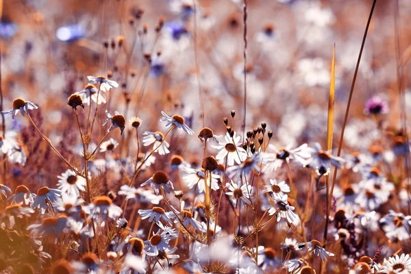 Printemps fond fleurs sauvages — Photo