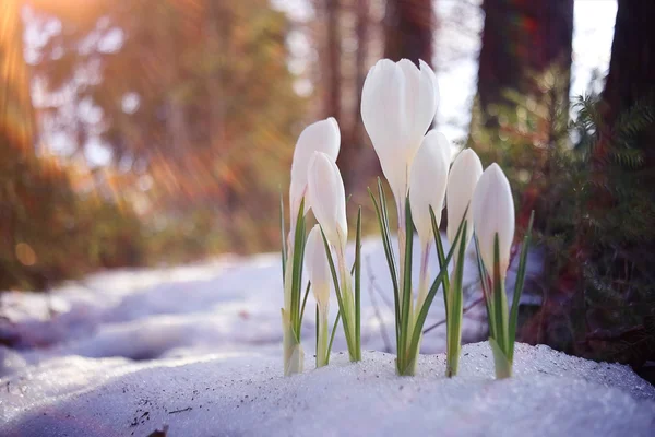 Delicati fiori bianchi — Foto Stock