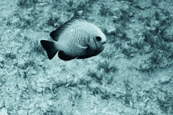 특이 한 바다 물고기 — 스톡 사진