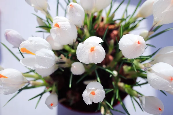 Spring bouquet of flowers — Stock Image Spring bouquet of flowers Stock Picture