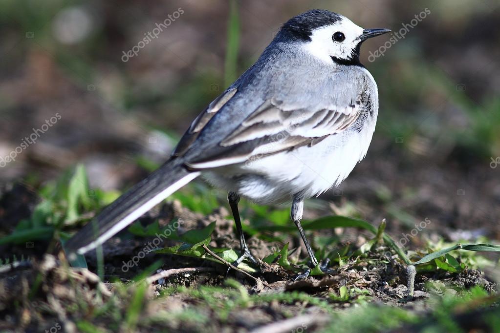 Petit Oiseau Bergeronnette Grise Photographie Xload