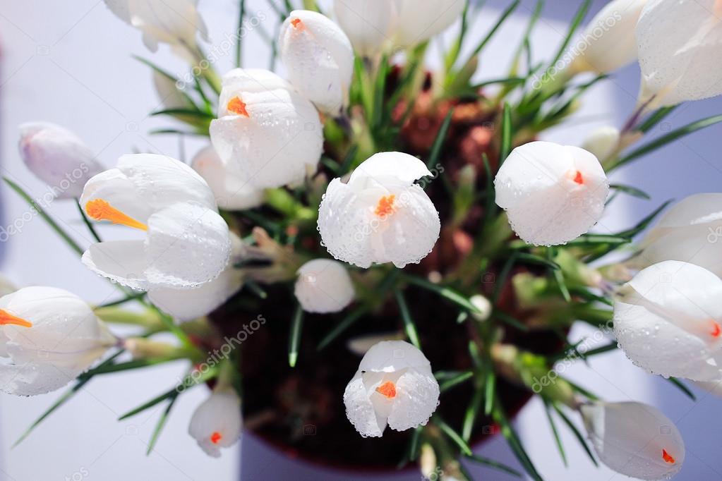 Весенний букет цветов — стоковое фото