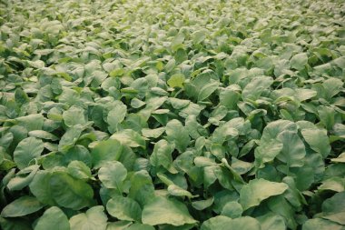 fide ile tarım sera