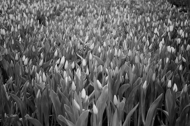 güzel bahar laleler