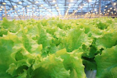 fide ile tarım sera