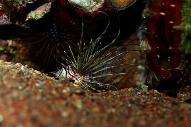 Zebra lionfish balığı