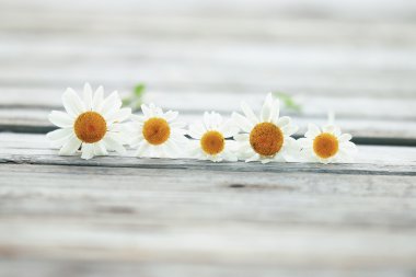 Yaz papatya çiçeği