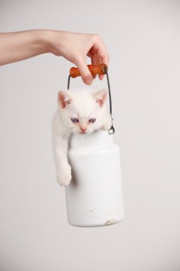 süt de sevimli kedi olabilir