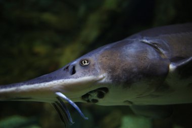 Mersin balığı hayvan su altında