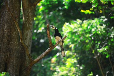 Kartallar kuş dalı