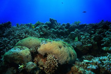 tropikal deniz sualtı 