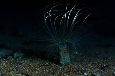 aktinyum hayvan su altında