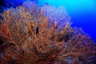 bir mercan kayalığı üzerinde gorgonian 