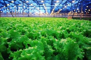 fide ile tarım sera