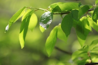  Genç dalları yaprakları ile