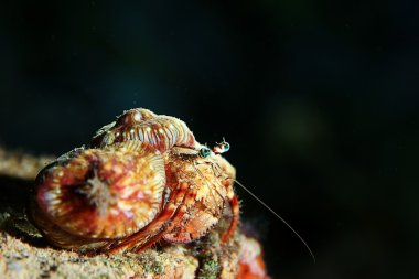 aktinyum hayvan su altında