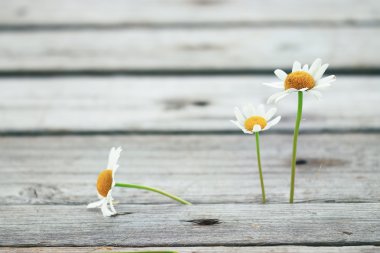 Yaz papatya çiçeği