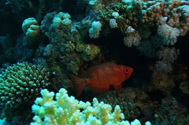 Olağandışı tuzlu su balık 