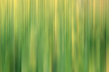 taze yeşil bahar bitki örtüsü bulanıklık