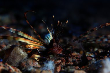 Zebra lionfish balığı