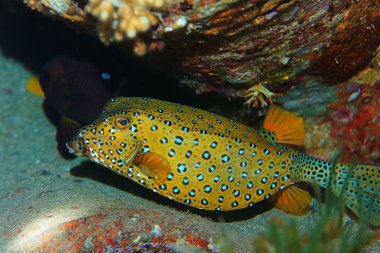 boxfish fish underwater photo clipart