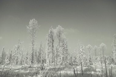 tek renkli kış manzarası