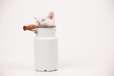 Beyaz İngiliz yavru kedi