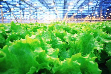 fide ile tarım sera