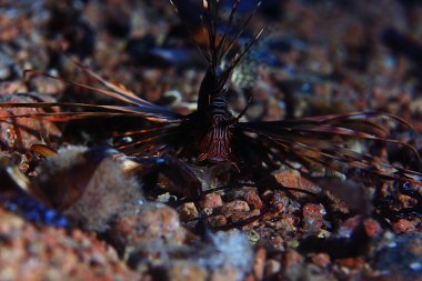 Zebra lionfish balığı