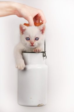 süt de sevimli kedi olabilir