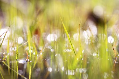 Bulanık Bokeh arka plan