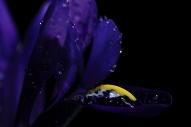 Arka plan üzerinde mor Iris