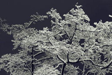 Kış gecesi arka plan